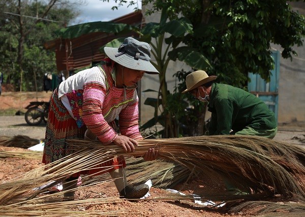 Đắk Lắk: Người dân vùng Chư Yang Sin thêm thu nhập nhờ cây đót (03/03/2022)